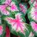 Rosebud Caladium Bulbs,Tropical Foliage Plant - Caribbean garden seed