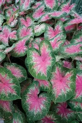 Rosebud Caladium Bulbs,Tropical Foliage Plant - Caribbean garden seed