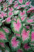 Rosebud Caladium Bulbs,Tropical Foliage Plant - Caribbean garden seed