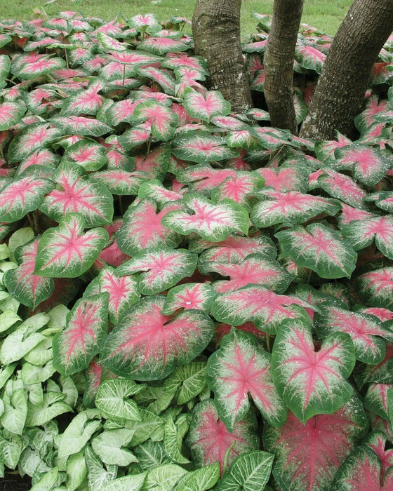 Rosebud Caladium Bulbs,Tropical Foliage Plant - Caribbean garden seed