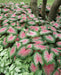 Rosebud Caladium Bulbs,Tropical Foliage Plant - Caribbean garden seed