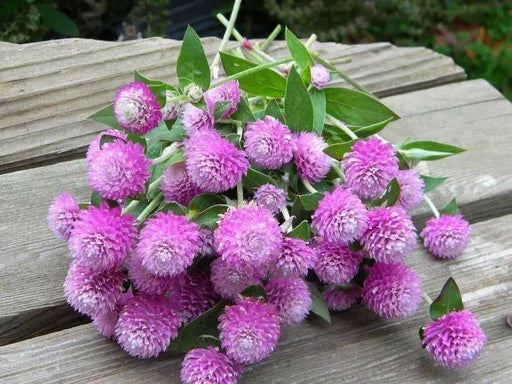 ROSE Pink Globe Amaranth  ,FLOWERS SEED - Caribbean garden seed