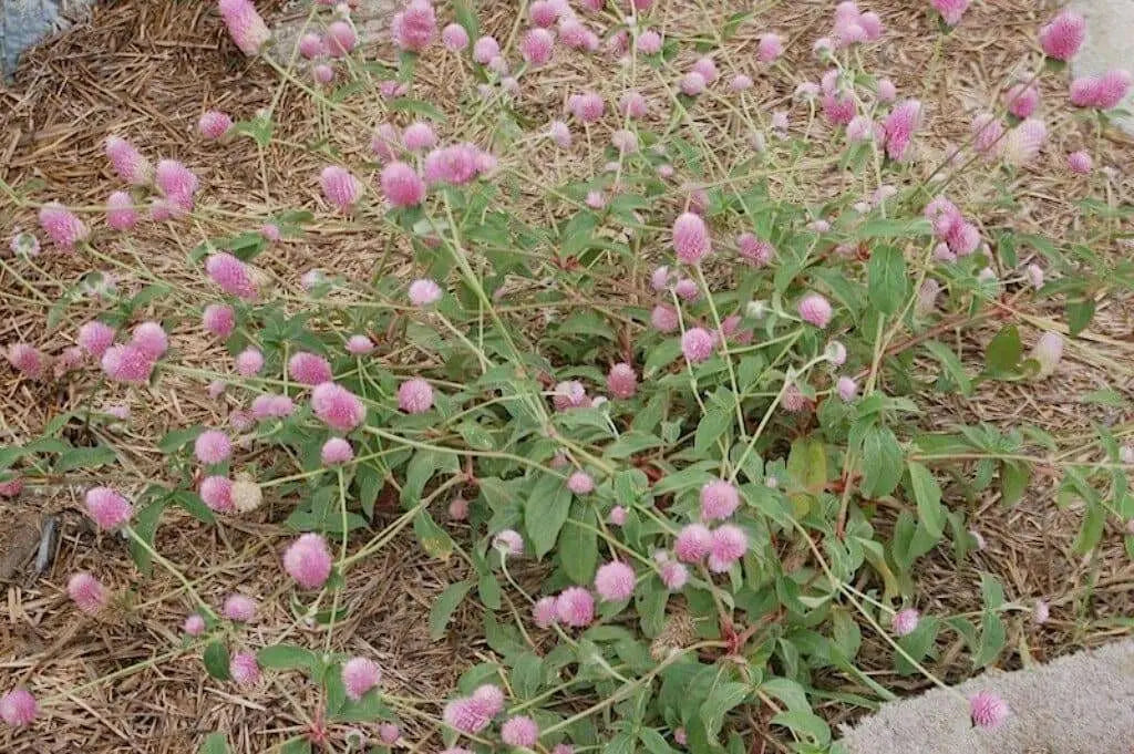 ROSE Pink Globe Amaranth  ,FLOWERS SEED - Caribbean garden seed