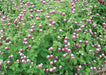 ROSE Pink Globe Amaranth  ,FLOWERS SEED - Caribbean garden seed