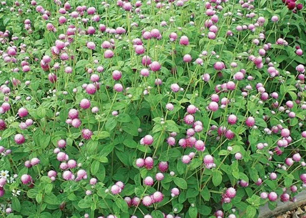 ROSE Pink Globe Amaranth  ,FLOWERS SEED - Caribbean garden seed