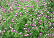 ROSE Pink Globe Amaranth  ,FLOWERS SEED - Caribbean garden seed