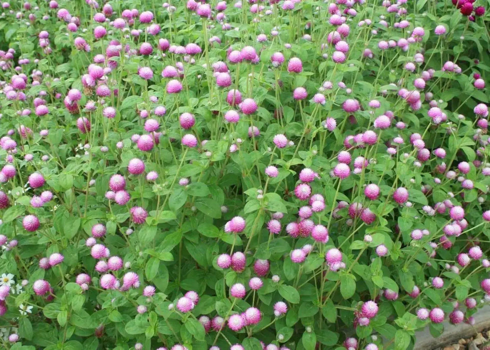 ROSE Pink Globe Amaranth  ,FLOWERS SEED - Caribbean garden seed