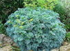 RUE SEEDS, (Ruta graveolens) Herb-of-grace ,Organic Heirloom ! - Caribbean garden seed