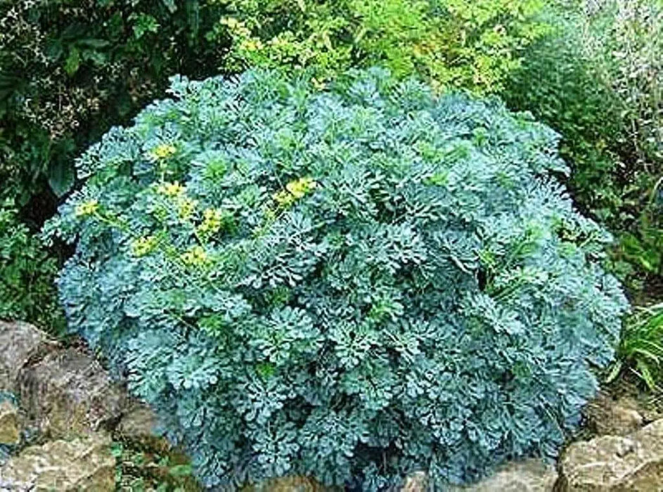 RUE SEEDS, (Ruta graveolens) Herb-of-grace ,Organic Heirloom ! - Caribbean garden seed