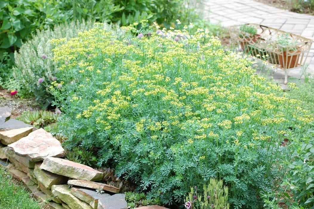 RUE SEEDS, (Ruta graveolens) Herb-of-grace ,Organic Heirloom ! - Caribbean garden seed