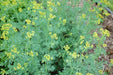 RUE SEEDS, (Ruta graveolens) Herb-of-grace ,Organic Heirloom ! - Caribbean garden seed