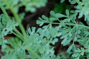 RUE SEEDS, (Ruta graveolens) Herb-of-grace ,Organic Heirloom ! - Caribbean garden seed