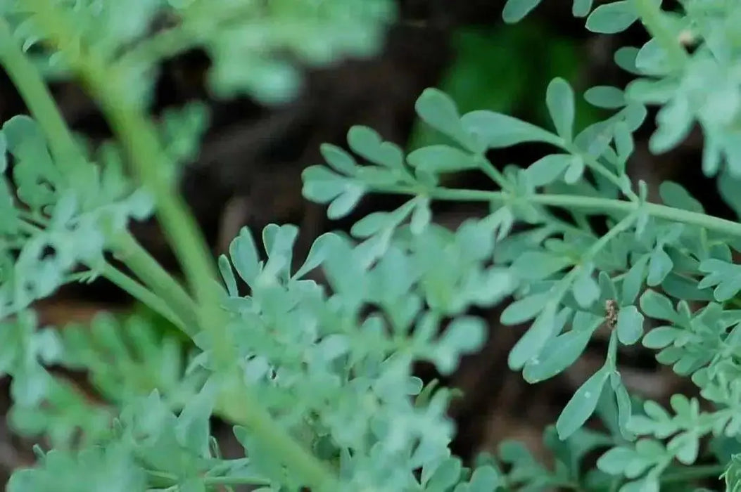 RUE SEEDS, (Ruta graveolens) Herb-of-grace ,Organic Heirloom ! - Caribbean garden seed