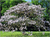 Royal Empress Seeds ,Tropical tree - Caribbean garden seed