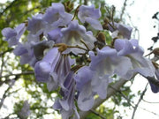 Royal Empress Seeds ,Tropical tree - Caribbean garden seed