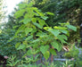 Royal Empress Seeds ,Tropical tree - Caribbean garden seed