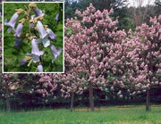 Royal Empress Seeds ,Tropical tree - Caribbean garden seed