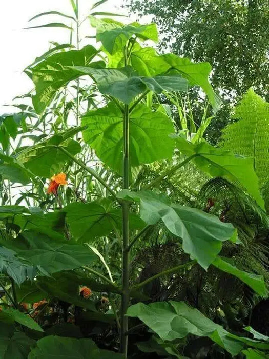 Royal Empress Seeds ,Tropical tree - Caribbean garden seed