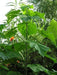 Royal Empress Seeds ,Tropical tree - Caribbean garden seed
