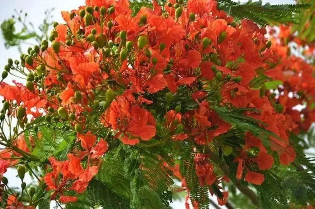 Royal Poinciana, Flame Tree Seeds - Caribbean garden seed
