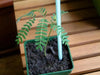 Royal Poinciana, Flame Tree Seeds - Caribbean garden seed