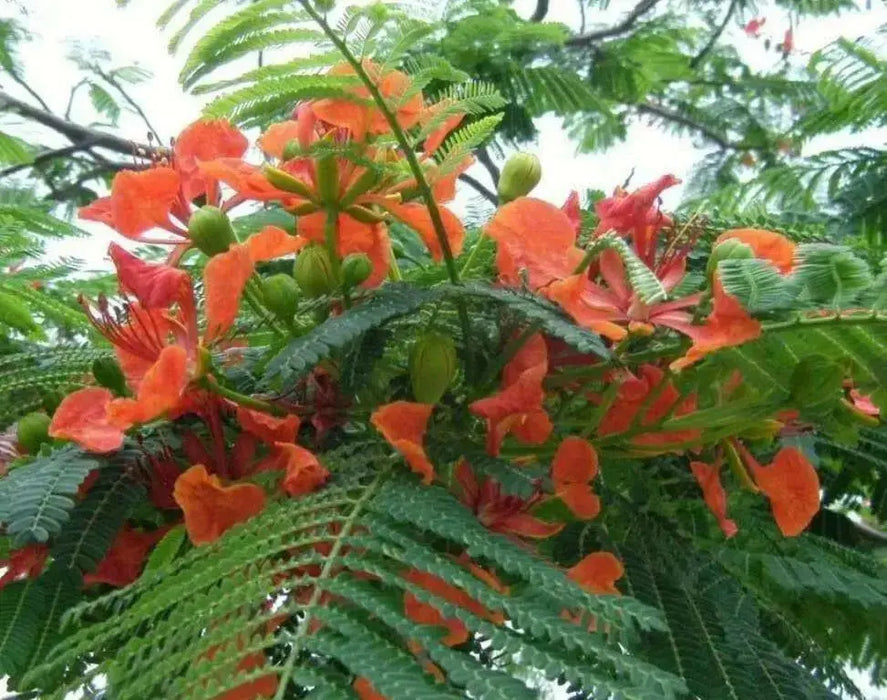 Royal Poinciana, Flame Tree Seeds - Caribbean garden seed
