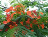 Royal Poinciana, Flame Tree Seeds - Caribbean garden seed