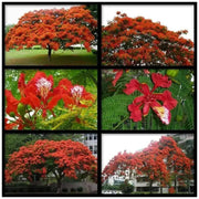 Royal Poinciana, Flame Tree Seeds - Caribbean garden seed
