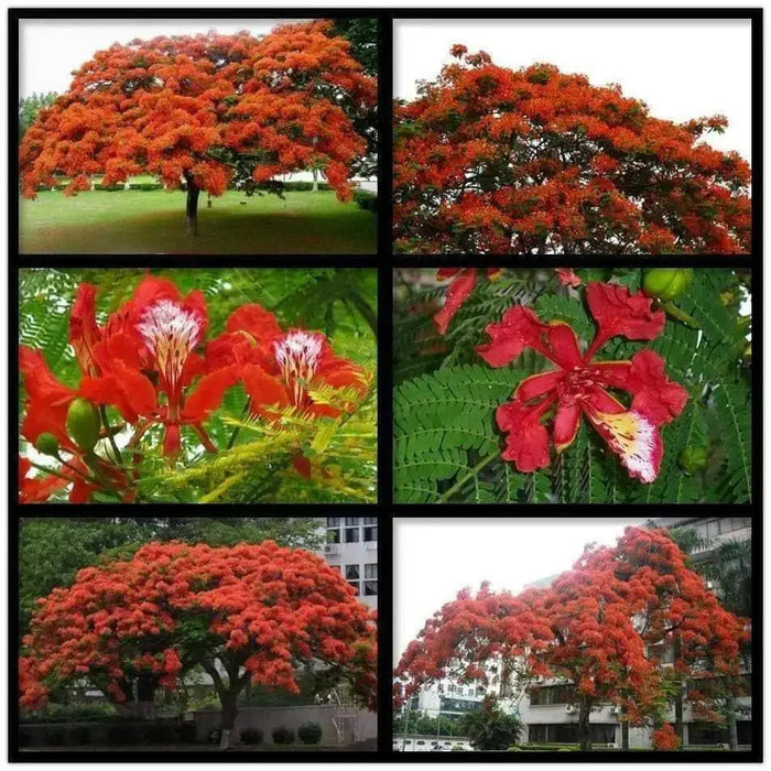 Royal Poinciana, Flame Tree Seeds - Caribbean garden seed