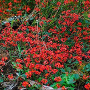 Running Postman SEED (Kennedia prostrata) FLOWERS VINE - Caribbean garden seed