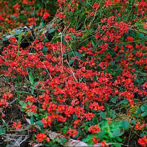 Running Postman SEED (Kennedia prostrata) FLOWERS VINE - Caribbean garden seed