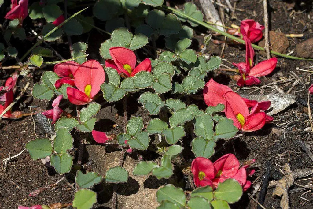 Running Postman SEED (Kennedia prostrata) FLOWERS VINE - Caribbean garden seed