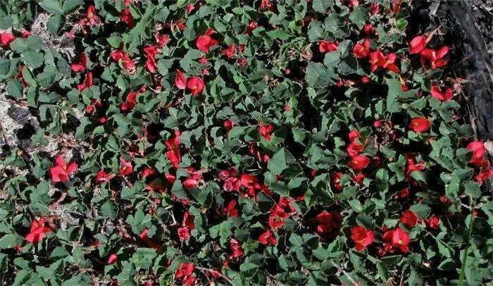 Running Postman SEED (Kennedia prostrata) FLOWERS VINE - Caribbean garden seed