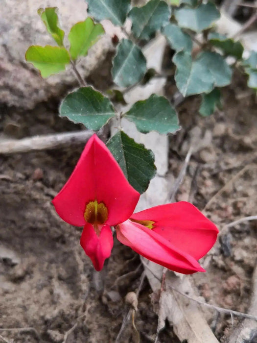Running Postman SEED (Kennedia prostrata) FLOWERS VINE - Caribbean garden seed