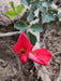 Running Postman SEED (Kennedia prostrata) FLOWERS VINE - Caribbean garden seed