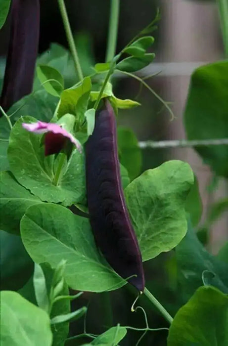 ROYAL Snow Pea Seeds, Purple Pods, Blue Shelling (Organic) - Caribbean garden seed