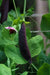 ROYAL Snow Pea Seeds, Purple Pods, Blue Shelling (Organic) - Caribbean garden seed