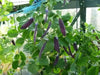 ROYAL Snow Pea Seeds, Purple Pods, Blue Shelling (Organic) - Caribbean garden seed