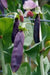 ROYAL Snow Pea Seeds, Purple Pods, Blue Shelling (Organic) - Caribbean garden seed