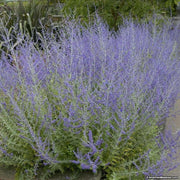 Russian Sage ,BARE root Perennial, Deer resistant, - Caribbean garden seed