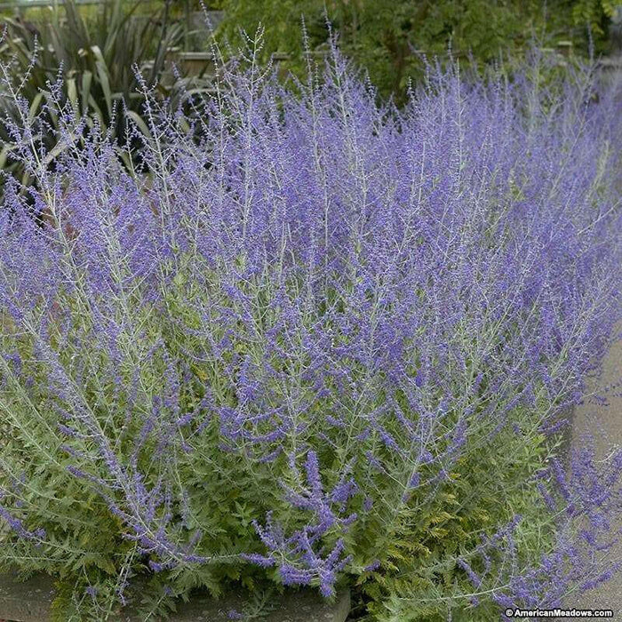 Russian Sage ,BARE root Perennial, Deer resistant, - Caribbean garden seed
