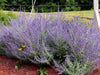 Russian Sage ,BARE root Perennial, Deer resistant, - Caribbean garden seed