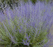 Russian Sage ,BARE root Perennial, Deer resistant, - Caribbean garden seed