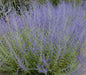 Russian Sage ,BARE root Perennial, Deer resistant, - Caribbean garden seed