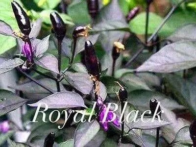 Royal Black Pepper Seeds ,Capsicum Annuum, Edible ornamental - Caribbean garden seed