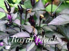 Royal Black Pepper Seeds ,Capsicum Annuum, Edible ornamental - Caribbean garden seed