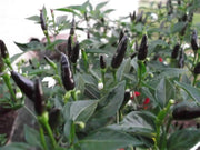 Royal Black Pepper Seeds ,Capsicum Annuum, Edible ornamental - Caribbean garden seed