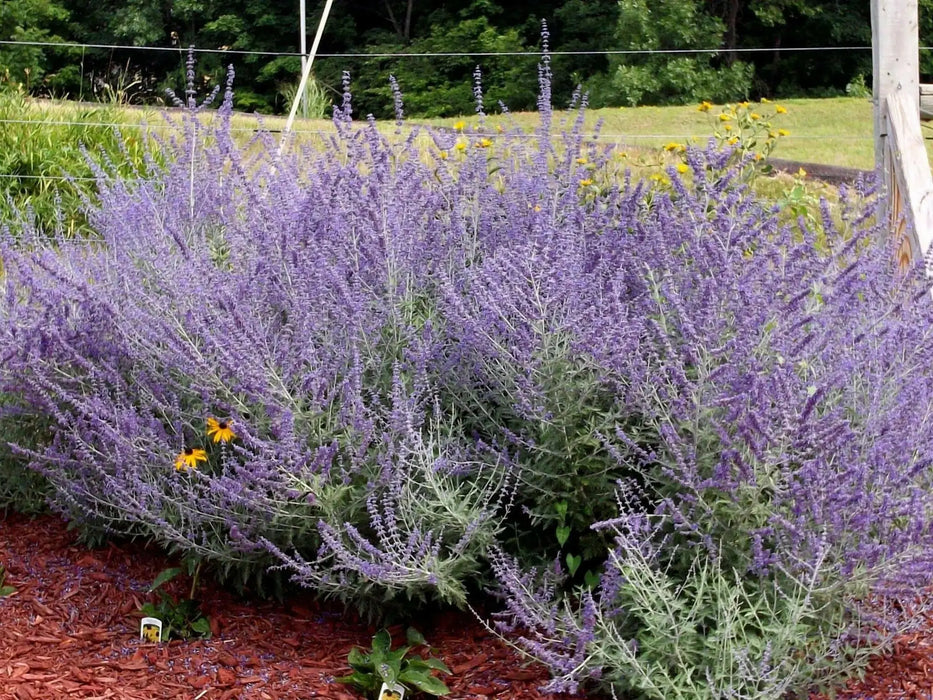 Russian Sage SEED,’ Perennial Flowers - Caribbean garden seed