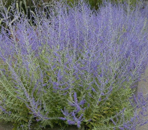 Russian Sage SEED,’ Perennial Flowers - Caribbean garden seed