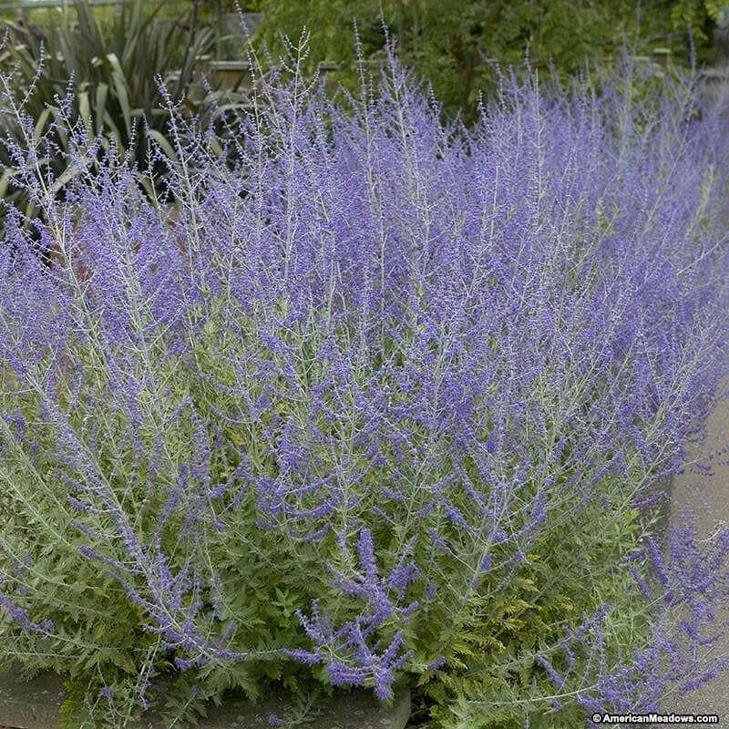Russian Sage SEED,’ Perennial Flowers - Caribbean garden seed